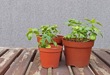 spring seedings - herbs, basil and tomato