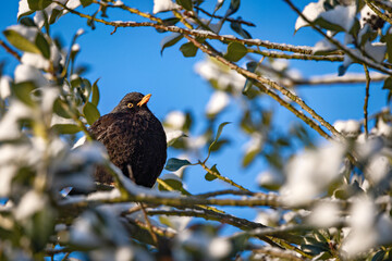 Starling bird perched on a tree branch with white blooms