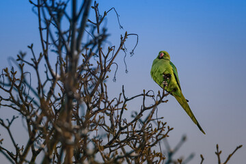 Indian ringed parrot perched on tree branch, observing