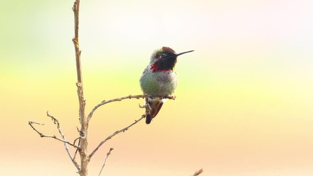 Closeup shot of a Ruby-throated hummingbird sitting on a branch of the tree.