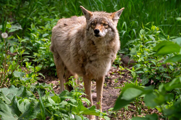 coyote looking