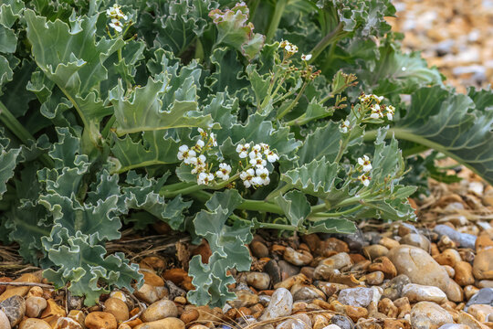 Sea kale with flowers on the beach of Eastbourne, UK. Crambe maritima (common name sea kale, seakale ) is a species of halophytic flowering plant in the genus Crambe of the family Brassicaceae.