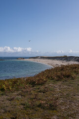 Gull soaring above the beach and serene blue waters of the sea