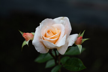 雨上がりの妖精