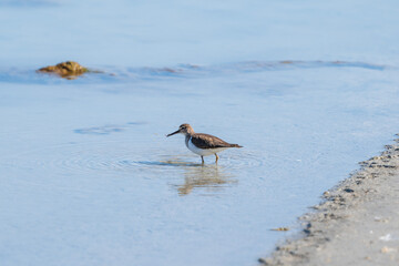 Redshank walking in shallow waters