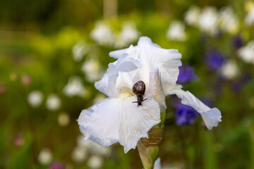 A garden snail with a brown shell sits on a white flower.Beautiful white iris blooms in the garden. Close-up of a macro-slug-mollusk sitting on a petal.