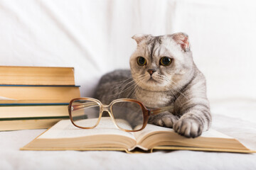 Inquisitive tabby gray cat sitting near open book and glasses of owner