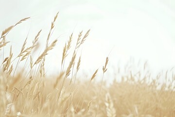 Bohemian Style Wheat Field with Vintage Filter Effect