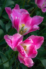 Tulip Backpacker. Exquisite and rare varieties of flowers. Vertical photo