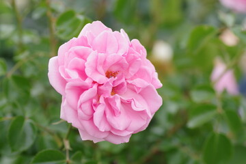 ピンク色した綺麗な薔薇