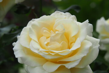 黄色い色綺麗な薔薇　マクロ写真素材