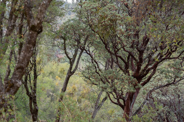 California's Manzanita Grove in the woods