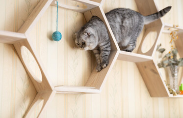 Cute gray tabby scottish fold cat playing on special wooden wall shelf