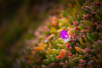 Vibrant purple flower surrounded by colorful foliage in a garden
