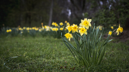 Yellow flowers blooming in lush green park grass