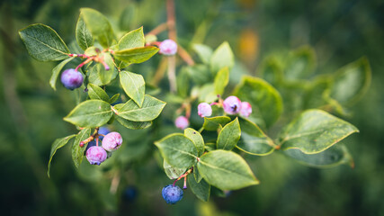 Blueberry plant with ripe blueberries and green leaves in the background