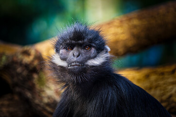 Black monkey perched on a tree branch.
