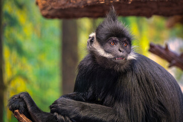 Black monkey perched on a tree branch.