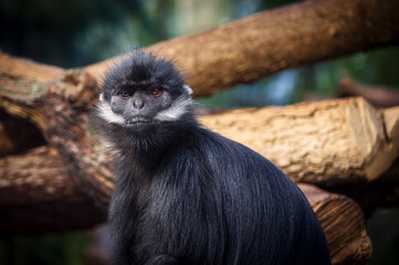 Black monkey perched on a tree branch.