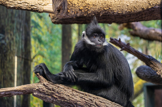 Black monkey perched on a tree branch.