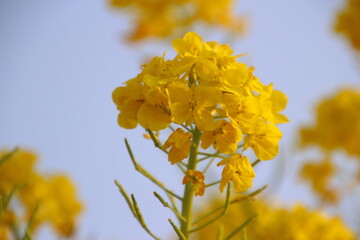 菜の花