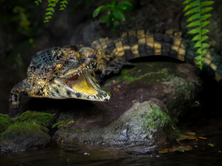dangerous crocodile in the zoo
