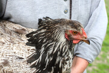 The farmer holds a domestic gray and black chicken in his hands. Close up.   Development of poultry farming. World food crisis concept.