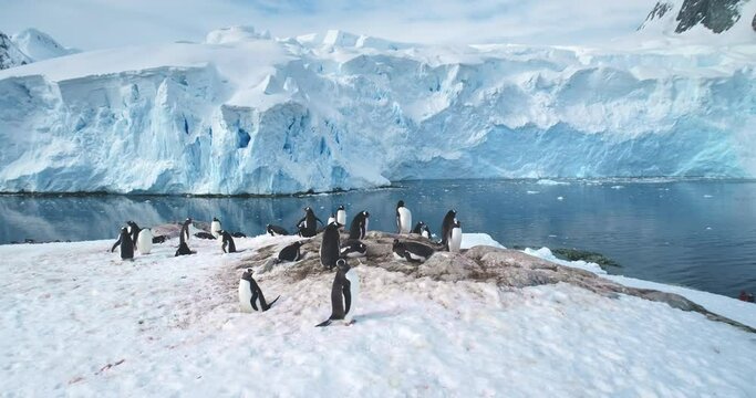 Penguins colony on Antarctic mountain coastline. Gentoo penguins nesting, towering iceberg, snow covered glacier in cold ocean water in background. Explore wildlife in Antarctica. Panoramic shot