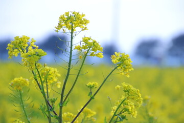 Obraz premium 菜の花