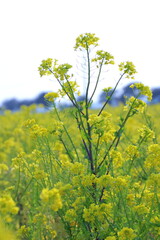 Obraz premium 菜の花