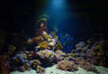 Fototapeta premium Tropical fish in aquarium in zoo