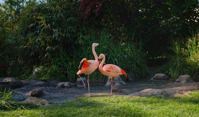 Pink Flamingo at Frankfurt Zoo, sunset time