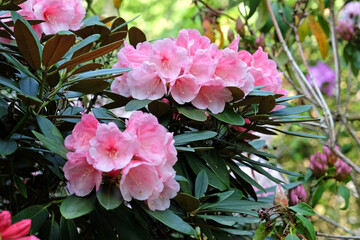 Fototapeta premium Pink and white Rhododendron ‘Vintage Rose’ in flower