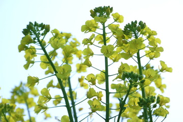 菜の花