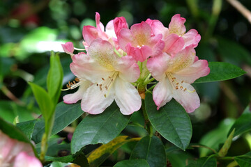 Obraz premium Pink and cream Rhododendron ‘Percy Wiseman’ in flower