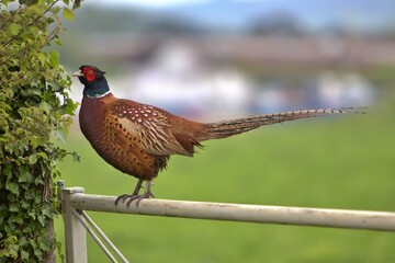 Pheasant on a field gate