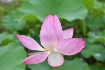 夏の朝に咲いた清らかな蓮の花