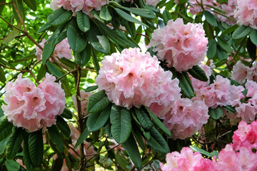 Pink and cream Rhododendron ‘The Master’ in flower
