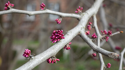 Cercis canadensis, eastern redbud, Known as Judas tree , flower buds - ready to pop. Close up. Selective focus
