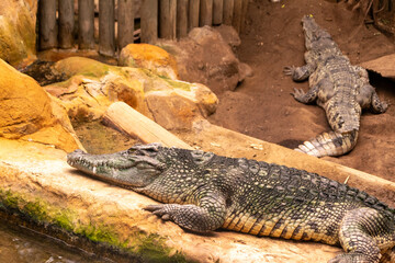 Cocodrilos descansando al sol después del almuerzo