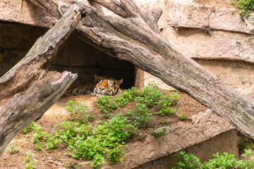 Tigre de Bengala descansando en su cueva