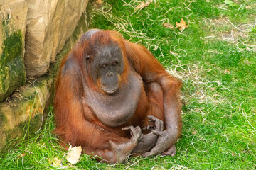 Orangután hechando la siesta tranquilamente