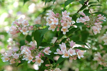 White Kolkwitzia amabilis, Beauty Bush in flower.
