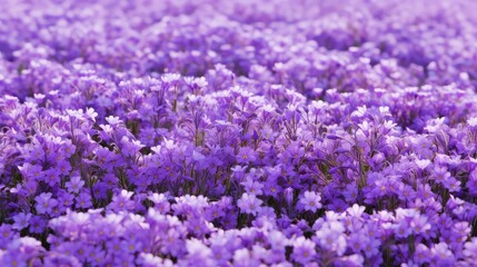 gradient violet flower pattern