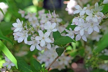 White Deutzia lemoinei Japanese Snow Flower, in flower.