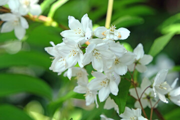 White Deutzia lemoinei Japanese Snow Flower, in flower.