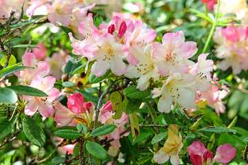 Pink and cream Rhododendron ‘Percy Wiseman’ in flower