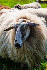 The Drents Heideschaap is the oldest sheep breed in Western Europe, according to the Dutch Breeders' Association 