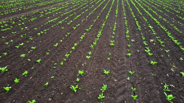 Young green beet sprouts grow in fertile soil of agricultural field. Working in agronomic farm for making business and having profit
