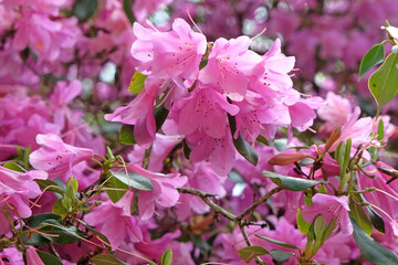 Lilac purple Rhododendron ‘Hampshire Belle in flower